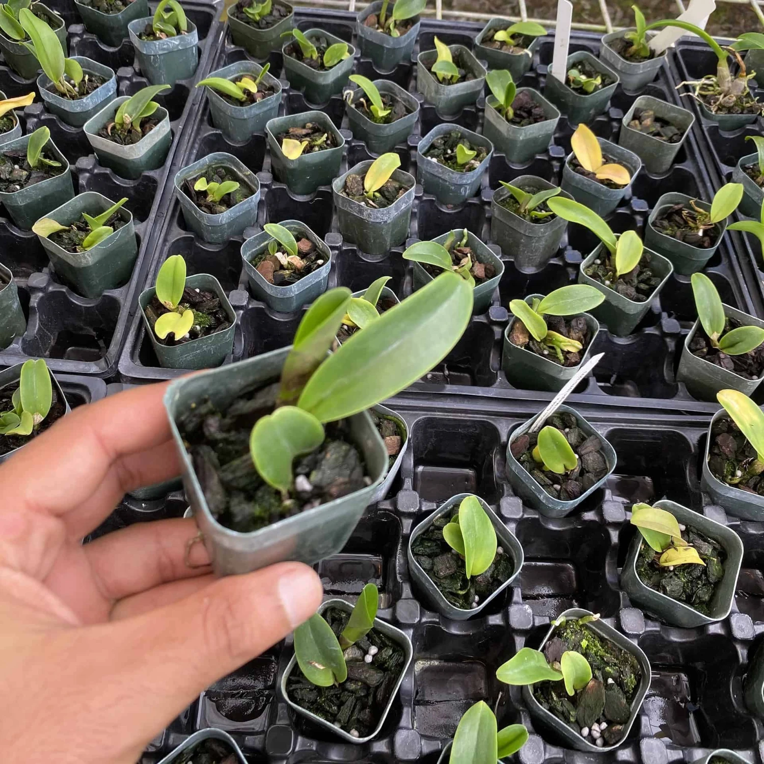 Cattleya Rlc Thongsuphan Gold X Rlc Suvarnabhumi Magic Comes In 2 4 Cattleya Rlc Thongsuphan Gold X Rlc Suvarnabhumi Magic Comes In 2 - Image 2