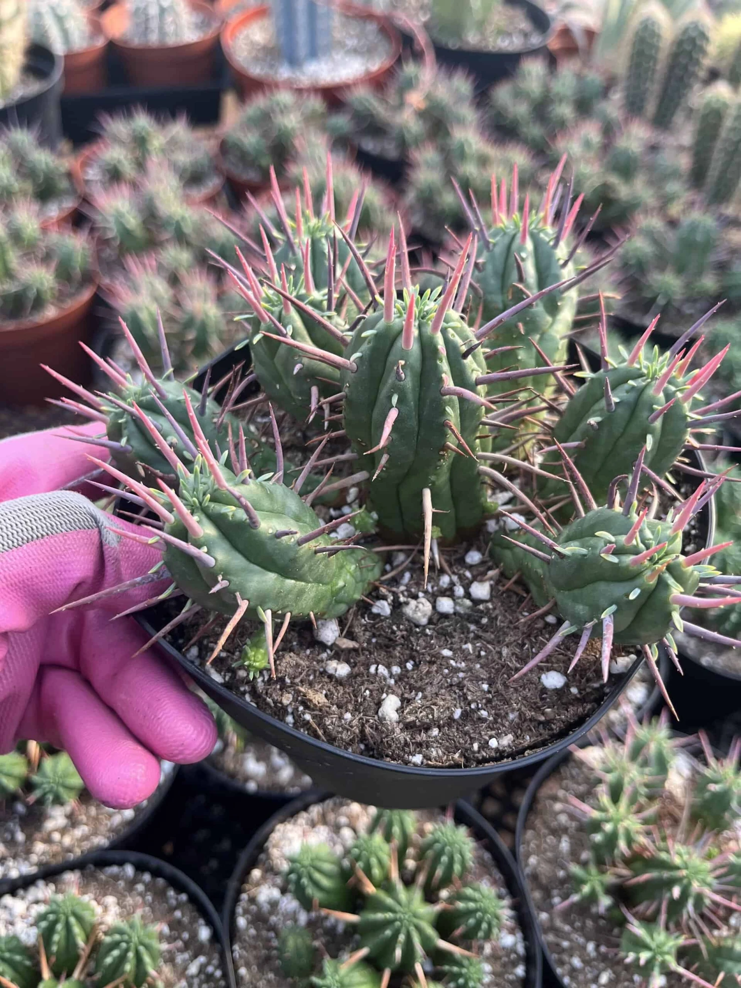 Cactiandexotica | Euphorbia Ferox 3 Cactiandexotica | Euphorbia Ferox