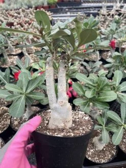 Adenium | Grafted | 6" Pot -Cheap Plantly Store IMG 4446 rotated 1