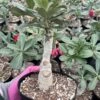 Adenium | Grafted | 6" Pot -Cheap Plantly Store IMG 4447 rotated 1