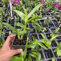 Dendrobium Chan-Chao Comes In 2" Pot -Cheap Plantly Store IMG 4453 rotated 1