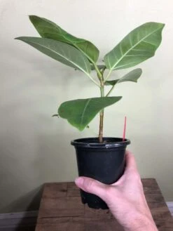 LIVE Ficus Altissima 'Yellow Gem' In 4" Pot -Cheap Plantly Store IMG 4483