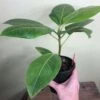 LIVE Ficus Altissima 'Yellow Gem' In 4" Pot