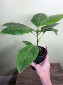 LIVE Ficus Altissima 'Yellow Gem' In 4" Pot