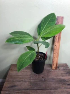 LIVE Ficus Altissima 'Yellow Gem' In 4" Pot -Cheap Plantly Store IMG 4485