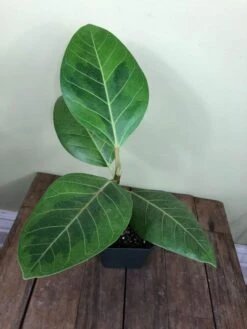 LIVE Ficus Altissima 'Yellow Gem' In 4" Pot -Cheap Plantly Store IMG 4620