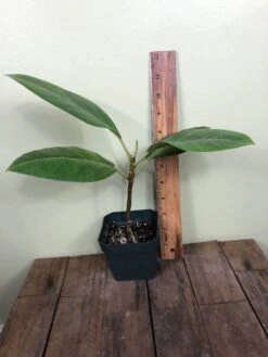 LIVE Ficus Altissima 'Yellow Gem' In 4" Pot -Cheap Plantly Store IMG 4621