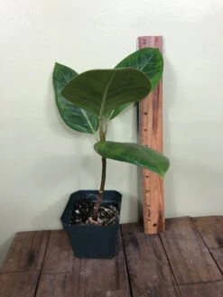 LIVE Ficus Altissima 'Yellow Gem' In 4" Pot -Cheap Plantly Store IMG 4622