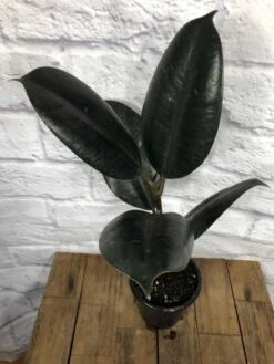 Ficus Elastica 'Burgundy' In 4" Pot
