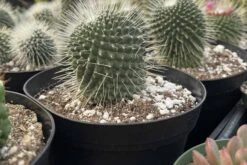 Cactiandexotica | Mammillaria Spinosissima Un Pico 9 Cactiandexotica | Mammillaria Spinosissima Un Pico -Cheap Plantly Store IMG 4730 rotated 1