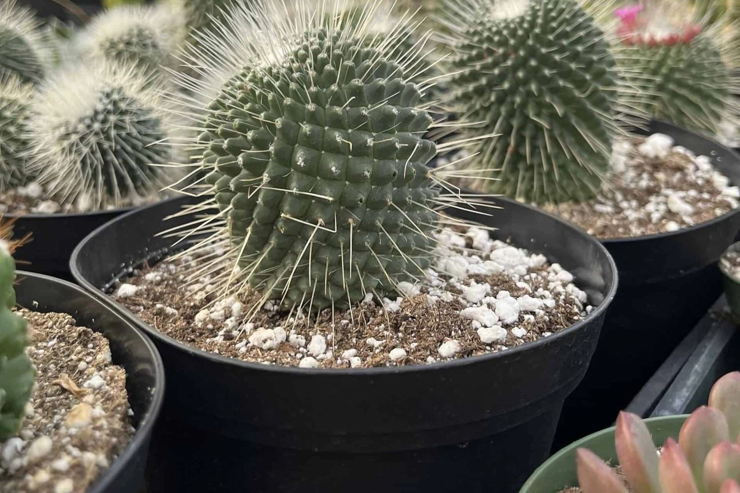 Cactiandexotica | Mammillaria Spinosissima Un Pico 4 Cactiandexotica | Mammillaria Spinosissima Un Pico - Image 2