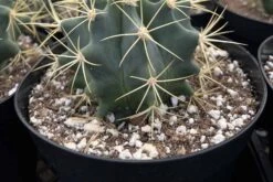 Cactiandexotica Ferocactus Glaucescens | Blue Barrel Cactus -Cheap Plantly Store IMG 4786 rotated 1
