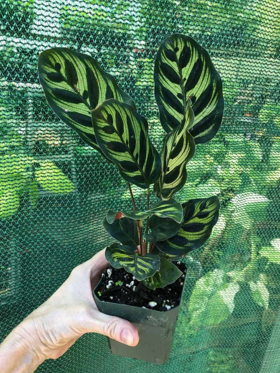 Calathea Makoyana 'Peacock' Plant In 4" Pot 4 Calathea Makoyana 'Peacock' Plant In 4" Pot - Image 2