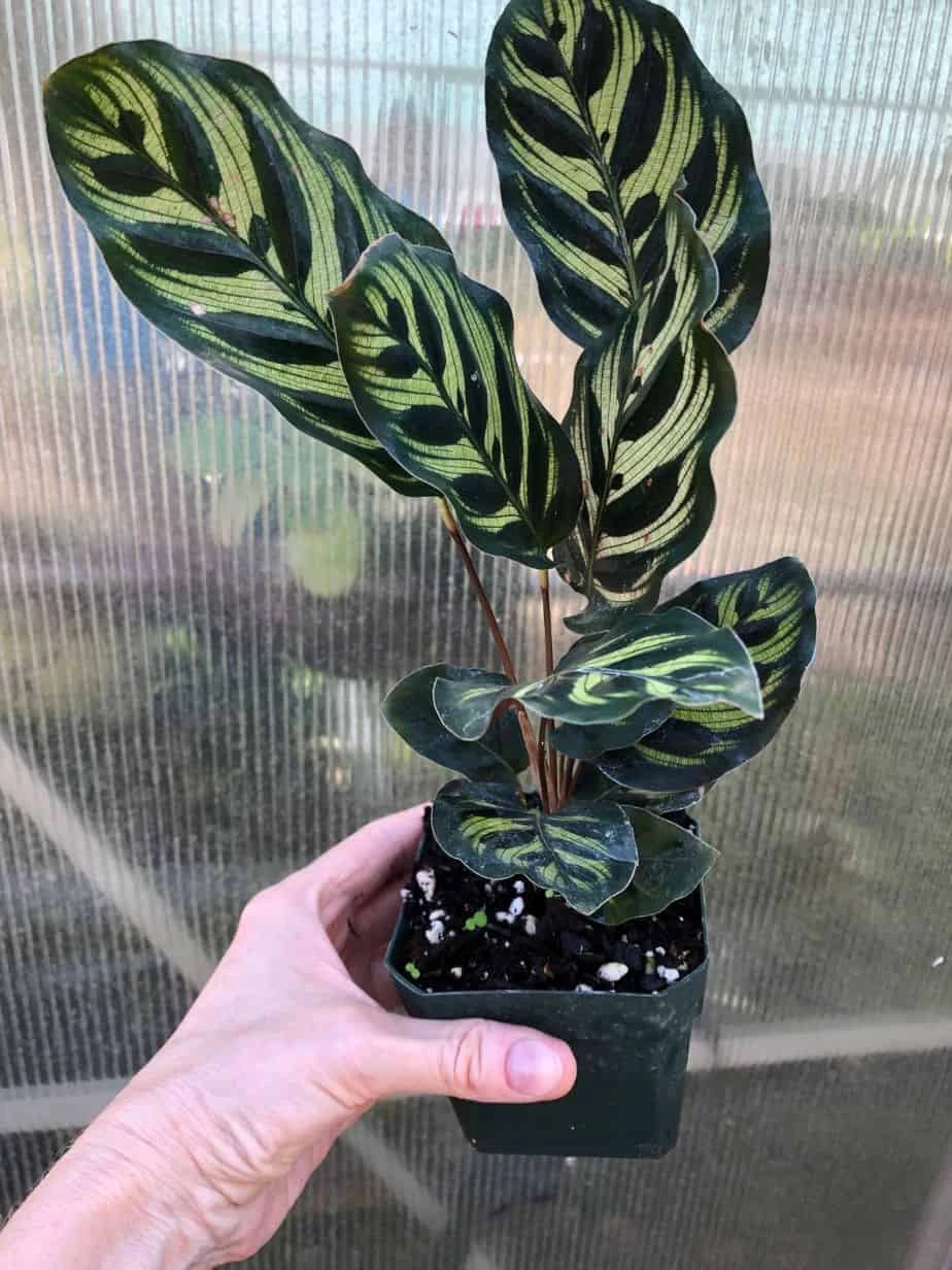 Calathea Makoyana 'Peacock' Plant In 4" Pot 6 Calathea Makoyana 'Peacock' Plant In 4" Pot - Image 4