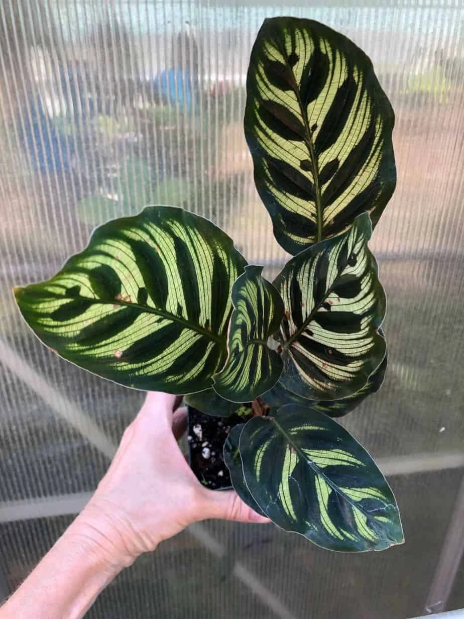 Calathea Makoyana 'Peacock' Plant In 4" Pot 3 Calathea Makoyana 'Peacock' Plant In 4" Pot