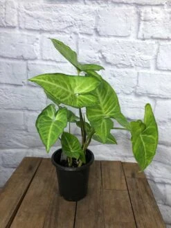 LIVE Syngonium Podophyllum Arrowhead 'White Butterfly' Plant In 4" Pot -Cheap Plantly Store IMG 4915 rotated 1