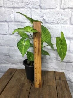 LIVE Syngonium Podophyllum Arrowhead 'White Butterfly' Plant In 4" Pot -Cheap Plantly Store IMG 4916 rotated 1