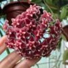 Hoya Publicalyx Speckled Potted In 4" Pot