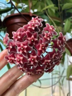 Cheap Plantly Store 34 Hoya Publicalyx Speckled Potted In 4" Pot