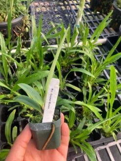 Orchid Cattleya Blc Copper Queen Plant Comes In 2" Pot -Cheap Plantly Store IMG 4993 rotated 2