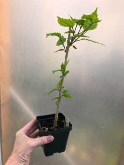 El Capitolio Peach Tropical Hibiscus In 4" Pot -Cheap Plantly Store IMG 5068