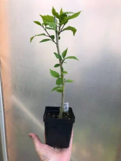 El Capitolio Peach Tropical Hibiscus In 4" Pot -Cheap Plantly Store IMG 5071