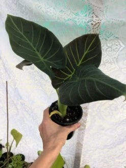 Alocasia 'Regal Shields' - Elephant Ear Plant In 4" Pot -Cheap Plantly Store IMG 5085