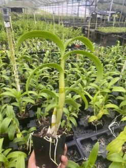 Dendrobium Aridang Green 4" Pot Blooming Size -Cheap Plantly Store IMG 5128 rotated 1