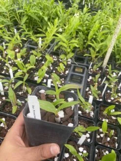 Dendrobium Pinwattana Comes In 4" Pot 5 Dendrobium Pinwattana Comes In 4" Pot -Cheap Plantly Store IMG 5134 rotated 1