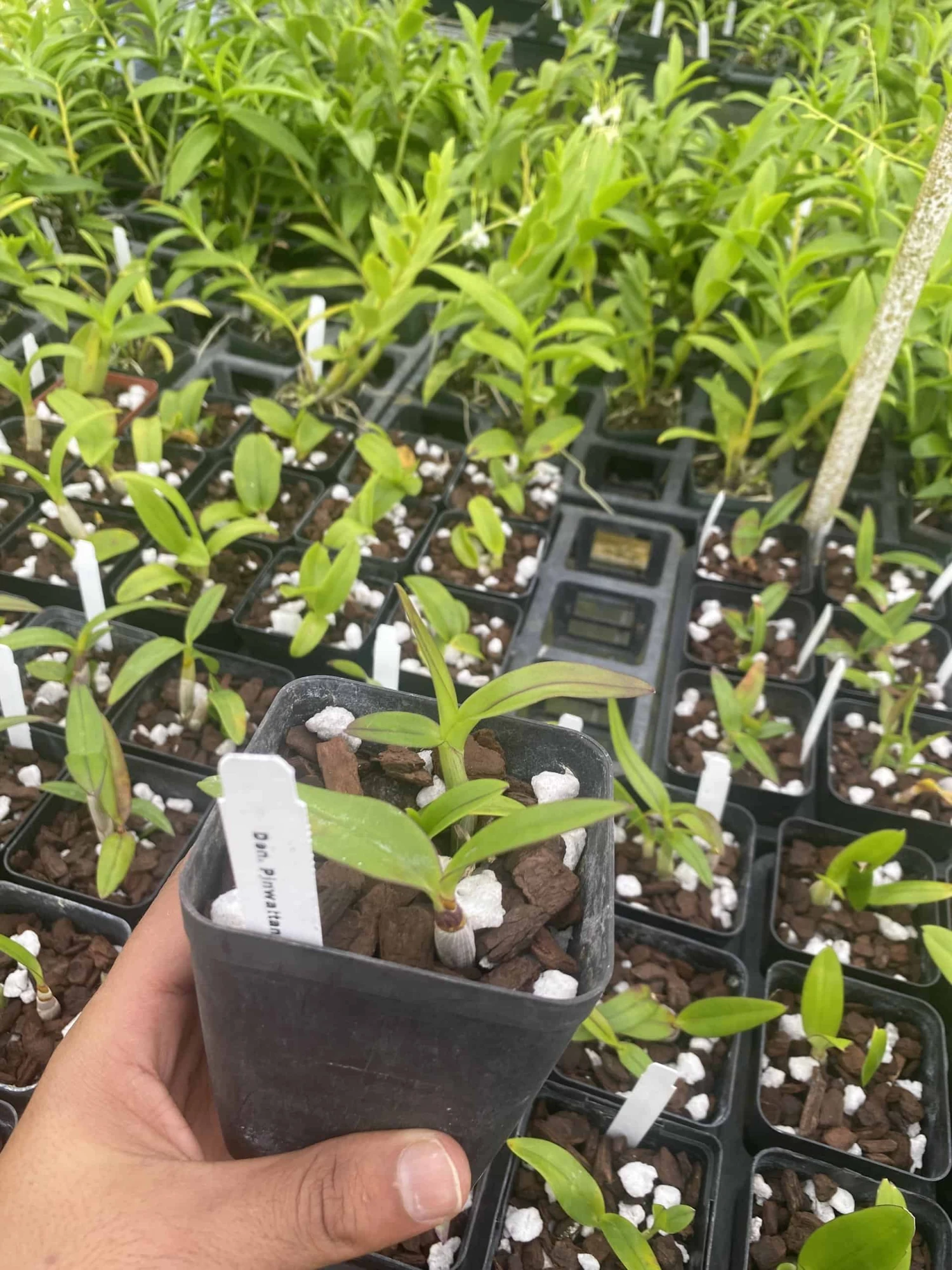 Dendrobium Pinwattana Comes In 4" Pot 4 Dendrobium Pinwattana Comes In 4" Pot - Image 2