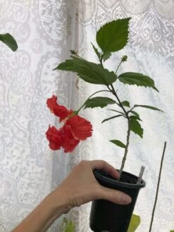 El Capitolio Red Tropical Hibiscus In 4" Pot 14 El Capitolio Red Tropical Hibiscus In 4" Pot -Cheap Plantly Store IMG 5138 1