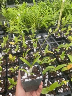 Dendrobium Banana Royal X Anching Lubag 4" Pot -Cheap Plantly Store IMG 5138 rotated 1