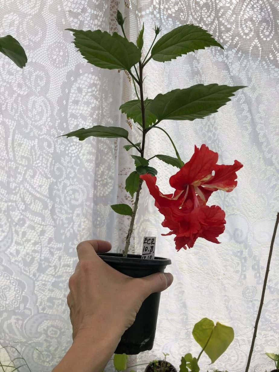 El Capitolio Red Tropical Hibiscus In 4" Pot 5 El Capitolio Red Tropical Hibiscus In 4" Pot - Image 3