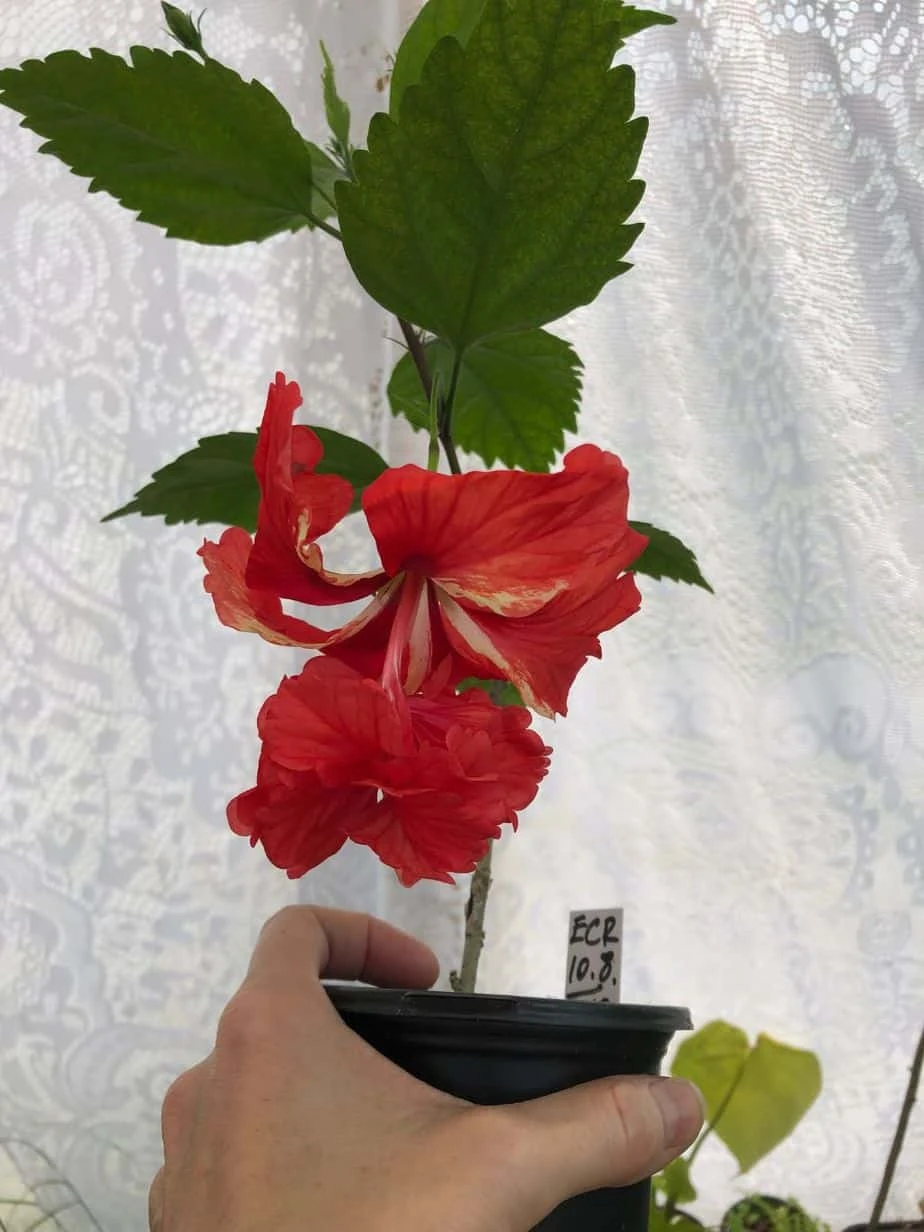 El Capitolio Red Tropical Hibiscus In 4" Pot 4 El Capitolio Red Tropical Hibiscus In 4" Pot - Image 2
