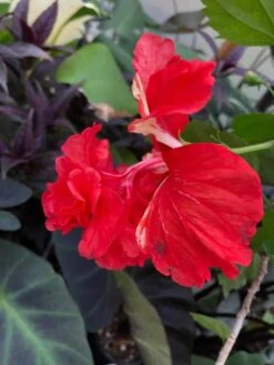 El Capitolio Red Tropical Hibiscus In 4" Pot 15 El Capitolio Red Tropical Hibiscus In 4" Pot -Cheap Plantly Store IMG 5141
