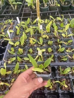 Rlc. Cattleya Suvarnabhumi Delight 'Salmon Queen' Fragrant Comes -Cheap Plantly Store IMG 5150 rotated 1