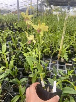 Dendrobium Thongchai Gold X Burana Jada 4" Pot -Cheap Plantly Store IMG 5159 rotated 1
