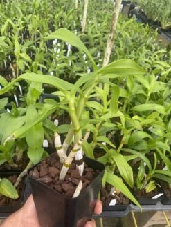 Dendrobium Ocean Blue Comes In 4" Pot Beautiful Plants From Hawai -Cheap Plantly Store IMG 5170 rotated 1
