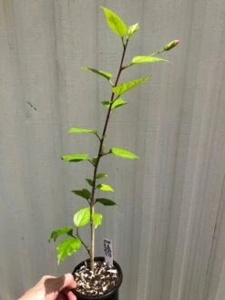 El Capitolio Peach Tropical Hibiscus In 4" Pot -Cheap Plantly Store IMG 5179