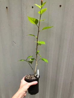 El Capitolio Peach Tropical Hibiscus In 4" Pot -Cheap Plantly Store IMG 5180