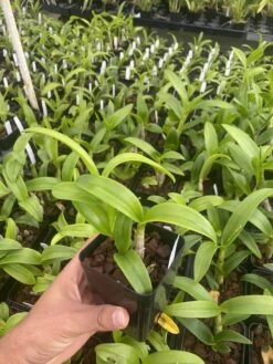 Dendrobium Somkiat Blue 4" Pot -Cheap Plantly Store IMG 5182 rotated 1