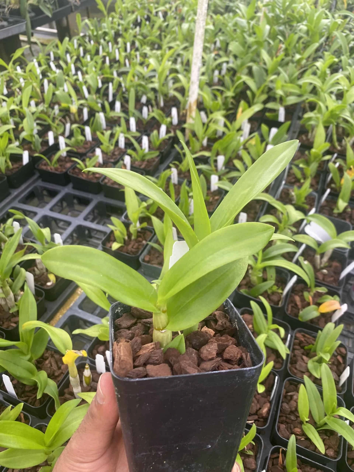 Dendrobium Popeye 4" Pot 4 Dendrobium Popeye 4" Pot - Image 2