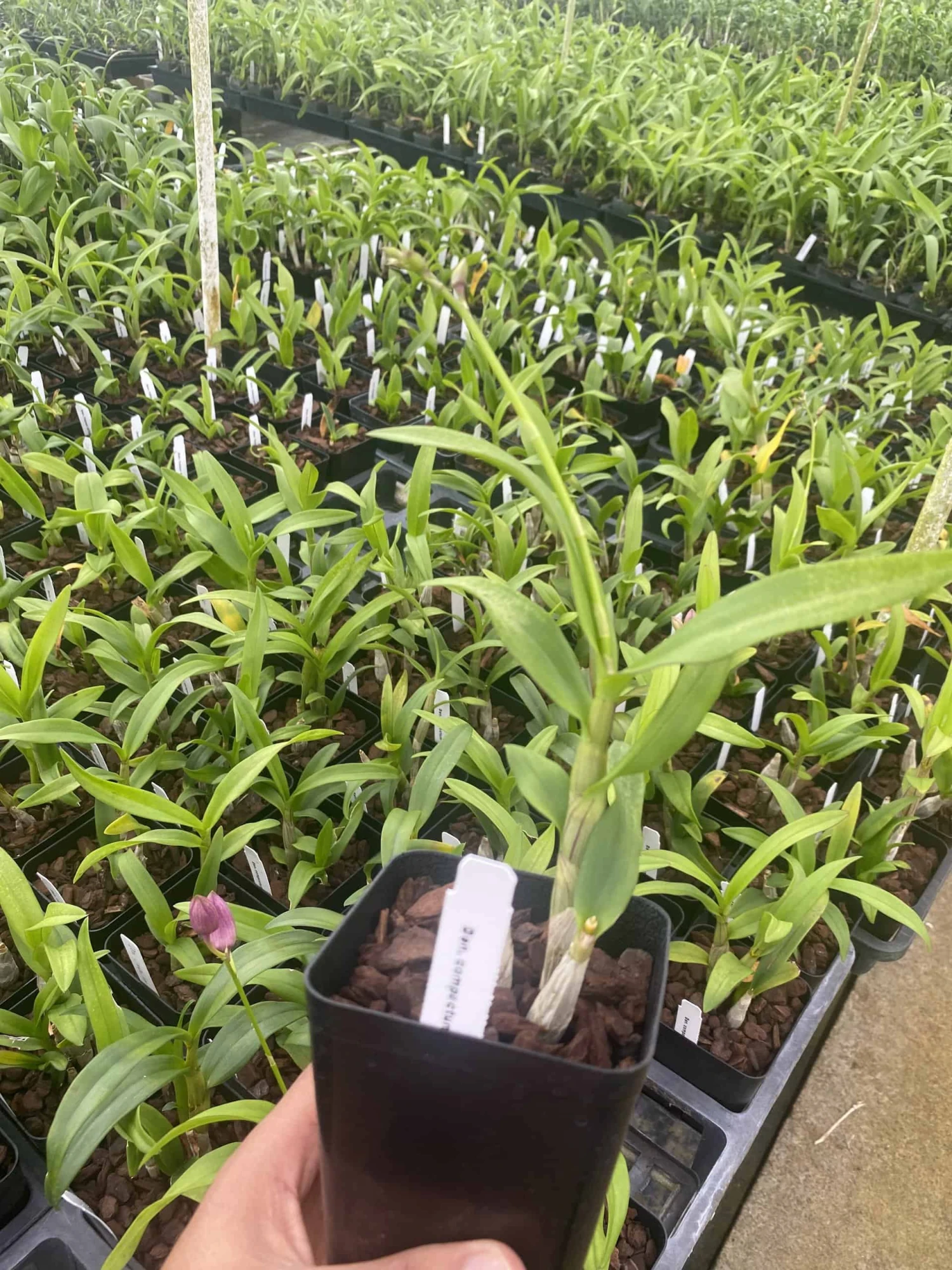 Dendrobium Compactum Comes In 2" Pot From Hawaii 4 Dendrobium Compactum Comes In 2" Pot From Hawaii - Image 2