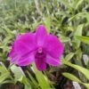 Dendrobium Compactum Comes In 2" Pot From Hawaii -Cheap Plantly Store IMG 5193