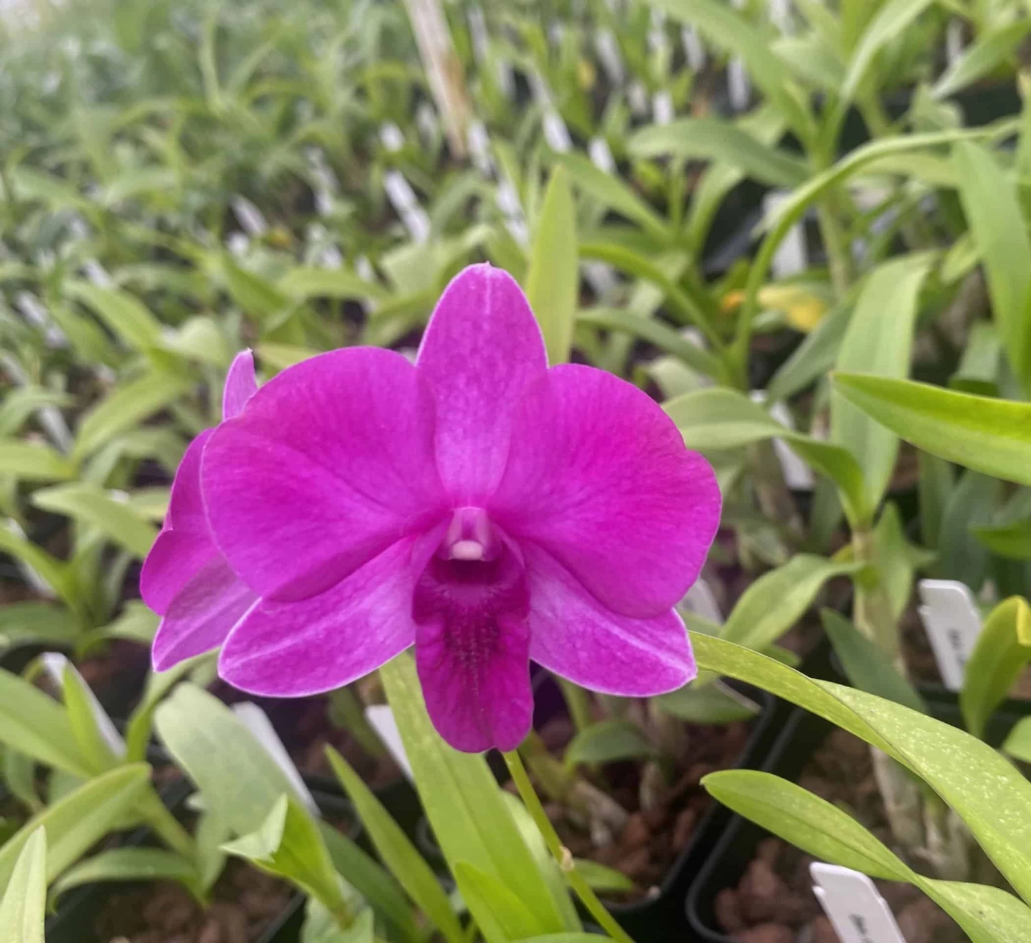 Dendrobium Compactum Comes In 2" Pot From Hawaii 3 Dendrobium Compactum Comes In 2" Pot From Hawaii