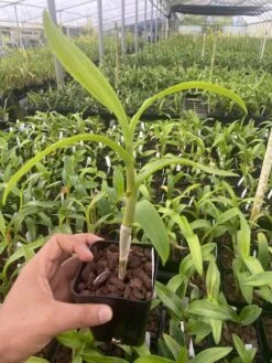 Dendrobium Burana Charming Comes In 4" Pot 5 Dendrobium Burana Charming Comes In 4" Pot -Cheap Plantly Store IMG 5201 rotated 1