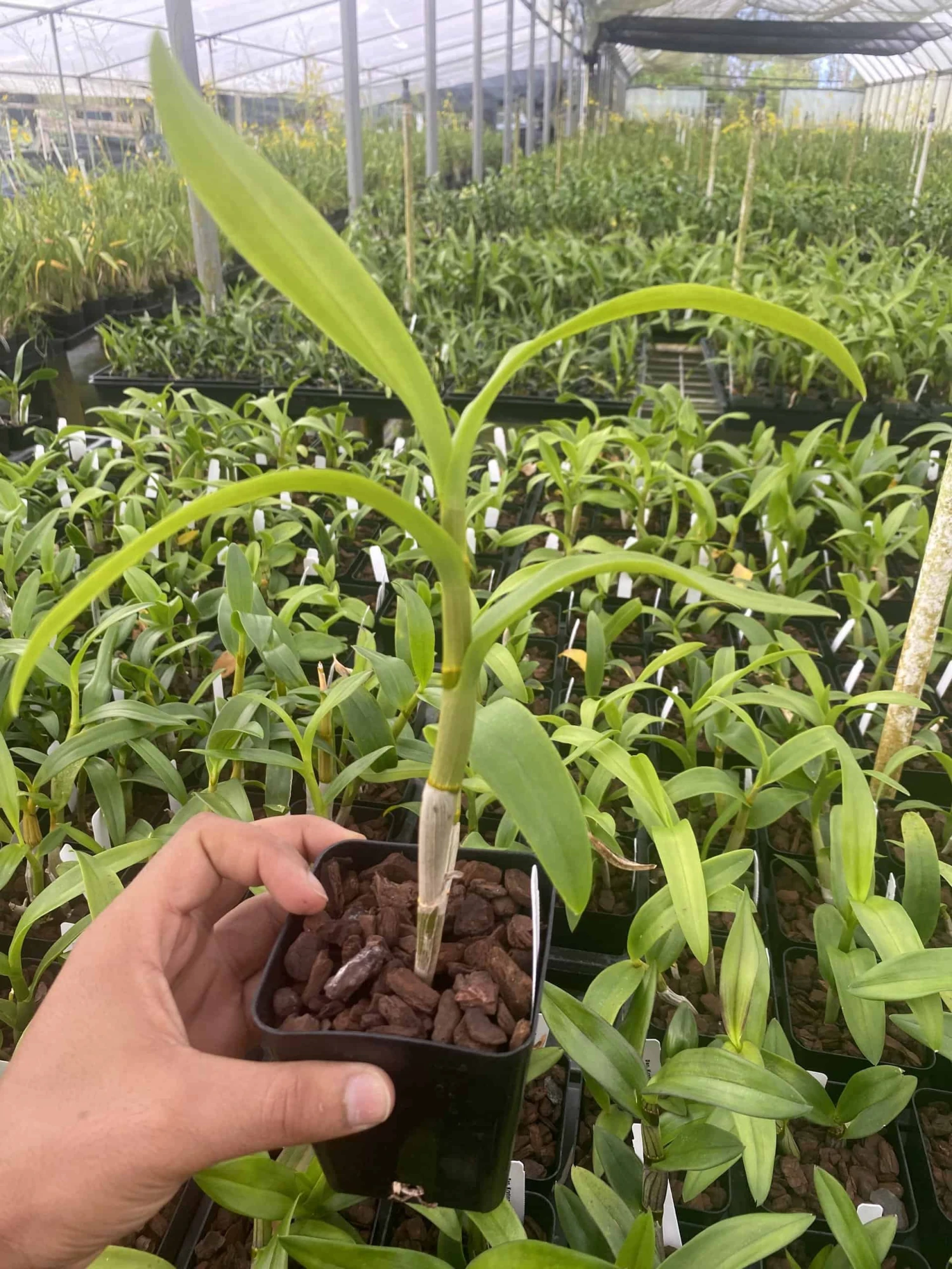 Dendrobium Burana Charming Comes In 4" Pot 4 Dendrobium Burana Charming Comes In 4" Pot - Image 2