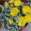 Succulent- Faucaria Tuberculosa - 2 Succulent- Faucaria Tuberculosa - -Cheap Plantly Store IMG 5252 2