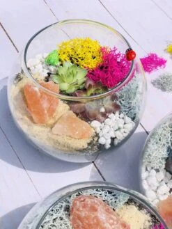 Pink Himalayan Salt Rock Terrarium Kit -Cheap Plantly Store IMG 5416