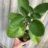 Kalanchoe Pinnata In 3 Or 4 Inches Pot, Miracle Leaf Plant